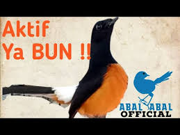 Oleh admindiposting pada 26 september 2020. Murai Bordan Ekor Panjang Youtube