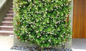 Star Jasmine A Fragrant And Vigorous Climber Epic Gardening In 2021 Trachelospermum Jasminoides Star Jasmine Hanging Plants
