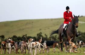 Driven fox hunt with beretta silver pigeon 12g and beagles victoria 28/04/2019mchughcb. What Is The Fox Hunting Ban Is It Illegal In The Uk And Could The Ban On Hunting With Dogs Be Repealed