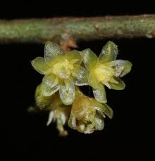 Image result for Actinodaphne