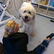 DOG FASHION Hundesalon / Hundefriseur Hameln