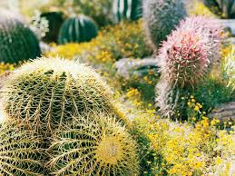How to propagate cactus plants and cactus pups. Our Guide To Cactus Gardening Basics Sunset Magazine