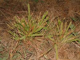 Image result for Elytrophorus spicatus