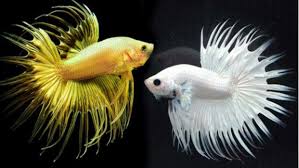 Selain lebih disukai oleh burayak ikan cupang, tingkat kehidupan burayak jauh lebih besar. Cara Mengawinkan Ikan Cupang Mudah Jelas Berhasil Star Farm International