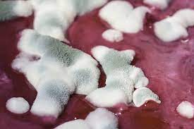 Mould On Home Preserves Healthy Canning