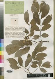 Image result for Berlinia grandiflora