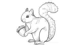 Maybe you would like to learn more about one of these? How To Draw A Squirrel Climbing A Tree Google Search Squirrel Pictures Squirrel Coloring Page Squirrel Illustration