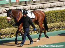 父名 グラスワンダー 母父名 スペシャルウィーク の競走馬検索 競馬データベース Netkeiba Com