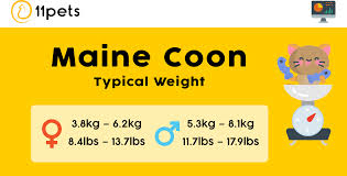 Typical Weight For Your Maine Coon Cat 11pets Pet Care App