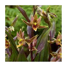 We did not find results for: Epipactis Serpentine Night Garden Orchid