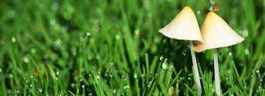 Many amanita mushrooms are poisonous, so it is best to just stay away from the entire genus. Controlling Mushrooms Bioadvanced