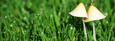 In fact, mushrooms can be beneficial and are often a sign of a healthy lawn or garden! Controlling Mushrooms Bioadvanced