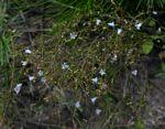 Image result for Wahlenbergia banksiana