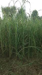 Image result for Cenchrus americanus