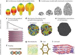Check spelling or type a new query. Figure 4 From Heterogeneity And Robustness In Plant Morphogenesis From Cells To Organs Semantic Scholar