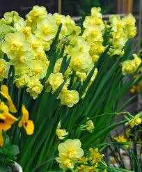 Narcissus Yellow Cheerfulness 1 4 4 Y Y Sweetly Scented Yellow Cheerfulness Was Introduced Back In 1937 Later Flow Bulb Flowers Narcissus Flower Narcissus