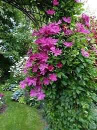 Clematis viticella blüht in rot. Die Robuste Clematis Viticella Kommerei Entstand In Den 1980er Jahren In Estland Ihre Strahlend Purpurroten B Classic Garden Garden Arches Garden Structures