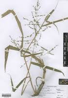 Image result for Panicum deustum