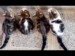 Cute Kittens And Funny Cats Compilation For Holydays Youtube Funny babies and animals being adorable together.