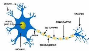 1euron bergabung membentuk suatu report makalah gangguan sistem saraf. Pengertian Sistem Saraf Pada Manusia Baigan Strukturnya