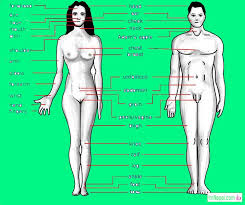What are the 7 sexually sensitive parts of women's body? 125 Name Of Human Body Parts Both Male And Female In English And Nepali