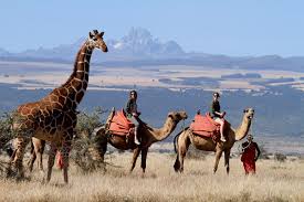 Camels have long been domesticated and, as livestock, they provide food (milk and meat) and textiles (fiber and felt from hair). Samburu Camel Trekking Best Kenya Safari Experiences Art Of Safari