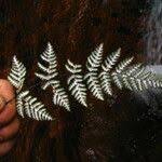 Image result for Aleuritopteris farinosa