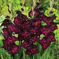 Image result for Gladiolus decoratus