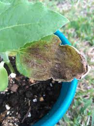 When you give the plant too little water, the leaf tips may turn brown. Sunflower Leaves Turning Brown Anyone Know What This Could Be Think It May Possibly Be A Fungal Disease But Not S Sunflower Leaves Planting Sunflowers Plants