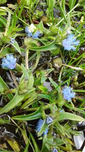 Image result for Cyanotis vaga