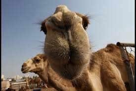 Asda is the first supermarket to introduce camel milk, named camelicious, so you might be sipping a camel cappuccino sooner than you thought (well, if the camelicious long life whole camel milk is available now at asda, and costs £2.85 for 235ml. Camel Milk Woes Rising On Mers Link Mideastposts Com