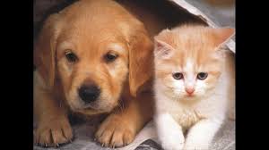 Ames Animal Shelter adds new services