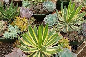 Finding the right ebay cactus and succulent plants to buy is a matter of personal taste, understanding of the species, and your ability to properly tend to them in your current location. Cactus Succulents For Sale In Loxahatchee Fl A One Stop Garden Shop