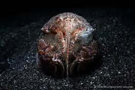 Image result for Lophiocarpaceae