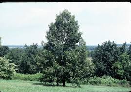 Image result for Quercus acutissima