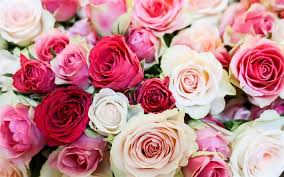 Collection 101 photos 16 videos. Download Wallpapers White And Red Roses Pink Roses Background With Roses Rose Buds Large Bouquet Of Roses For Desktop Free Pictures For Desktop Free