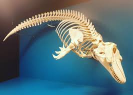 Bab.la is not responsible for their content. Birgit On Twitter Wal Skelette Im Zoologischen Museum Hamburg Wal Whale Skelett Skeleton Delfin Pottwal Schwertwal Schweinswal Grindwal Dolphin Spermwhale Orca Pilotwhale Porpoise é¯¨ éª¨ ã‚¤ãƒ«ã‚« æµ·è±š æŠ¹é¦™é¯¨ ã‚·ãƒ£ãƒ