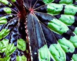 Image result for Begonia elaeagnifolia