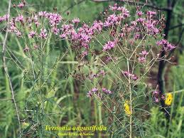 Image result for Vernonia