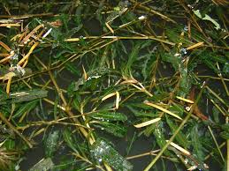 Image result for Potamogeton crispus