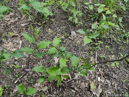 Image result for Smilax  tamnoides