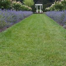 Alcune piante da siepe fioriscono e nel periodo estivo, la siepe fiorita inonda il vostro giardino di gemme e fiori colorati, i quali con il loro profumo, doneranno serenità ai visitatori. Piante Da Siepe Fiorite Vivaio Online Un Quadrato Di Giardino