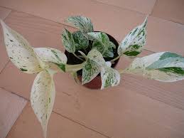 Image result for Flower Pothos Queen Marble