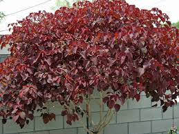 Image result for Euphorbia cotinifolia