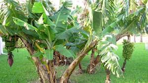 Bersiap menjadi pengantin pria paling bahagia dengan beskap berwarna coklat tua ini. Cara Membuat Ramuan Ajaib Dari Daun Pisang Bisa Mengurangi Demam Hingga Kurangi Berat Badan Halaman 4 Tribun Mataram