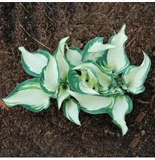 Maybe you would like to learn more about one of these? Egrow 100pcs Hosta Plants Seeds Garden Perennial Green Plants Plantain Lily Flower Seeds Mixed Color