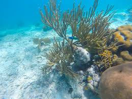 Belize's barrier reef world heritage site. Review Snorkeling Wonders Of Barrier Reef In Belize