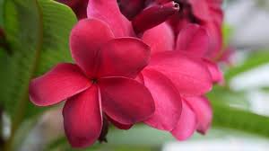 Deep purple red plumeria with excellent details color: Couple Of Deep Red Frangipani Stock Footage Video 100 Royalty Free 1009033391 Shutterstock