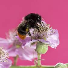 Image result for Bombus lapidarius