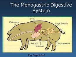 This is why we give the books compilations in this website. Digestion Unit Animal Health Lesson Digestive Systems Ppt Download